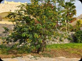 Boa Vista