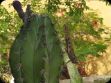 Boa Vista