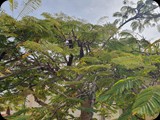 Boa Vista