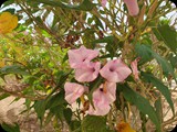 Boa Vista