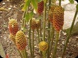 BRAZYLIA