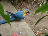 BRAZYLIA