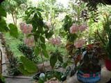 BRAZYLIA