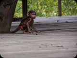 Monkey Park 