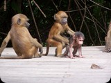 Gambia i Senegal