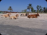 Gambia i Senegal