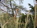 Gambia i Senegal