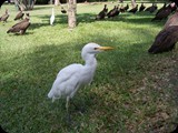 Gambia i Senegal