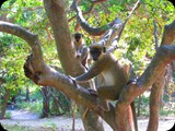 Gambia i Senegal