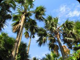 Gambia i Senegal