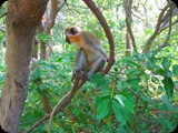 Gambia i Senegal