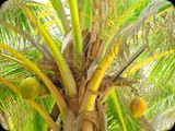 Gambia i Senegal