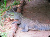 Krodyle w Kachikally. Mieszkańcy tego regionu wierzą, że te gady przynoszą szczęście oraz płodność.