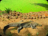 Krodyle w Kachikally. Mieszkańcy tego regionu wierzą, że te gady przynoszą szczęście oraz płodność.