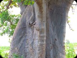 Gambia i Senegal