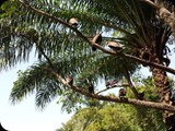 Gambia i Senegal