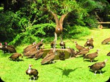 Gambia jest miejscem niezwykłym dla ornitologów. żyje tam ponad 400 unikatowych gatunków ptaków. Często można spotkać Sępy.
