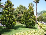 Magnolia zimozielona