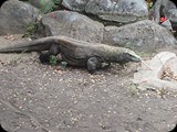 Jednym z najsławniejszych Parków Narodowych Indonezji jest ten zlokalizowany na Komodo, który stanowi miejsce zamieszkania warana uważanego za jednego z najbliższych żyjących krewnych dinozaurów.