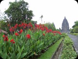 JAWA