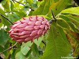 Magnolia tripetala szyszka