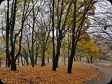 Lwów