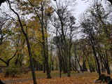 Lwów