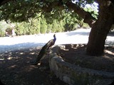 GRECJA - Wyspa RODOS - 2015 066 (Kopiowanie)