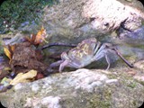 To magiczne miejsce - Dolina Motyli jest siedliskiem rzadkiego gatunku motyli PANAXIA QUADRIPUNCTUARIA, które mają tutaj idealne warunki rozrodu: temperaturę, wilgotność i aromatyczną roślinność z przewagą Liquidambar orientalis