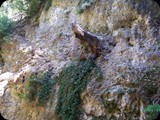 To magiczne miejsce - Dolina Motyli jest siedliskiem rzadkiego gatunku motyli PANAXIA QUADRIPUNCTUARIA, które mają tutaj idealne warunki rozrodu: temperaturę, wilgotność i aromatyczną roślinność z przewagą Liquidambar orientalis