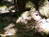 To magiczne miejsce - Dolina Motyli jest siedliskiem rzadkiego gatunku motyli PANAXIA QUADRIPUNCTUARIA, które mają tutaj idealne warunki rozrodu: temperaturę, wilgotność i aromatyczną roślinność z przewagą Liquidambar orientalis