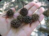 Owocniki Ambrowca w Dolinie Motyli