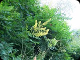 GRECJA - Wyspa RODOS - 2015 271 (Kopiowanie)