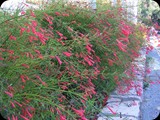 GRECJA - Wyspa RODOS 