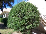 GRECJA - Wyspa RODOS 