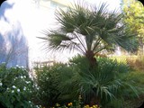 GRECJA - Wyspa RODOS 