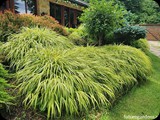 hakonechloa aureola02