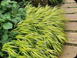 hakonechloa aureola111