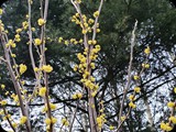 lindera benzoin