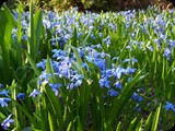 Scilla