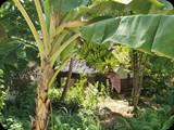 Zanzibar