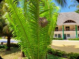 Zanzibar