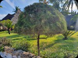 Zanzibar