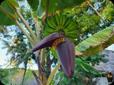 Zanzibar