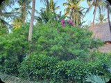 Zanzibar
