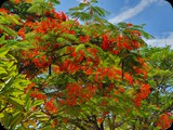 Płomień Afryki - delonix regia