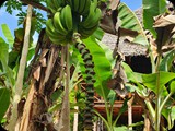 Zanzibar
