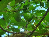 Awokado