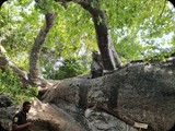Najstarszy baobab na Zanzibarze