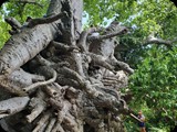Najstarszy baobab na Zanzibarze